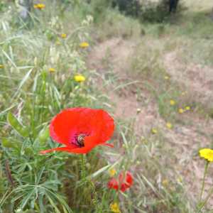Red poppy flower in a grassy field with distant trees.