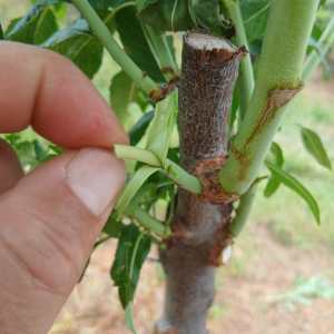 Hands grafting an almond tree branch in the Algarve hills