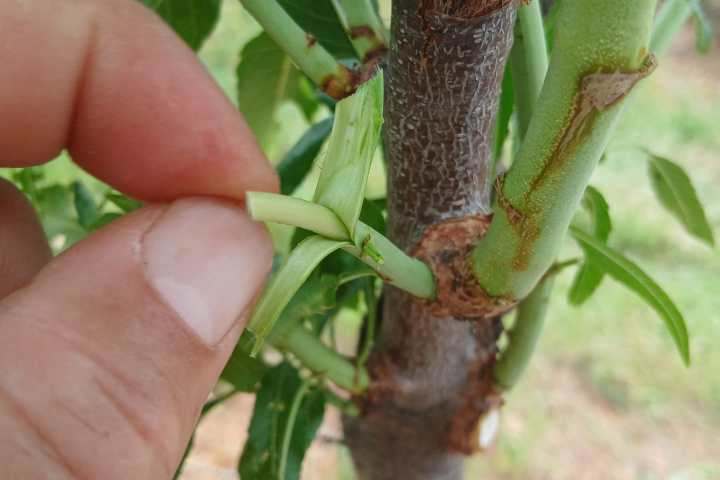Hands grafting an almond tree branch in the Algarve hills