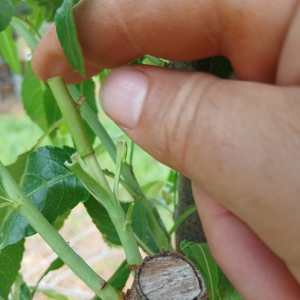 Hands grafting an almond tree branch in the Algarve hills