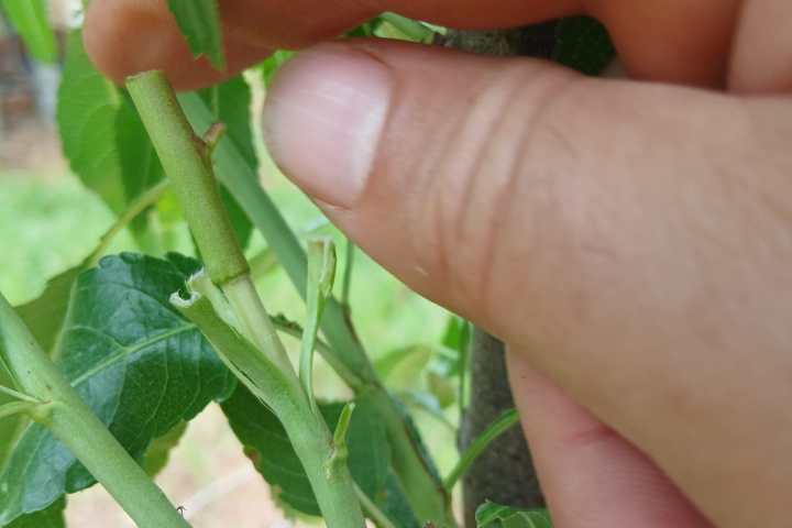 Hands grafting an almond tree branch in the Algarve hills