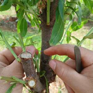 Close-up of almond tree grafting technique in Odeleite, Algarve