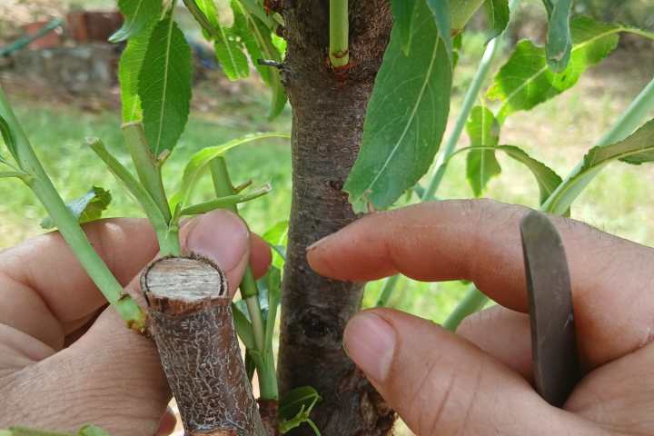 Close-up of almond tree grafting technique in Odeleite, Algarve