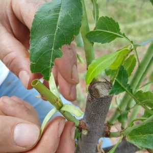 Close-up of almond tree grafting technique in Odeleite, Algarve