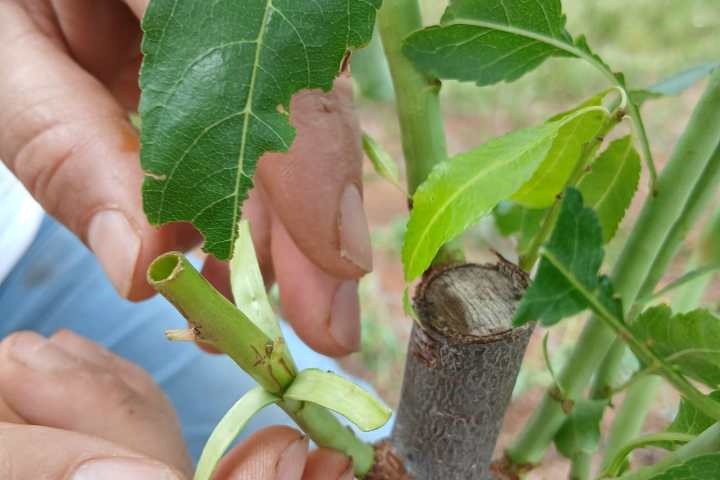 Close-up of almond tree grafting technique in Odeleite, Algarve
