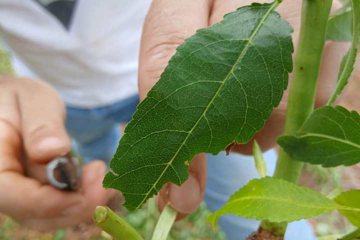 Close-up of almond tree grafting technique in Odeleite, Algarve