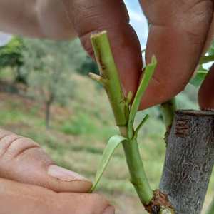 Close-up of almond tree grafting technique in Odeleite, Algarve