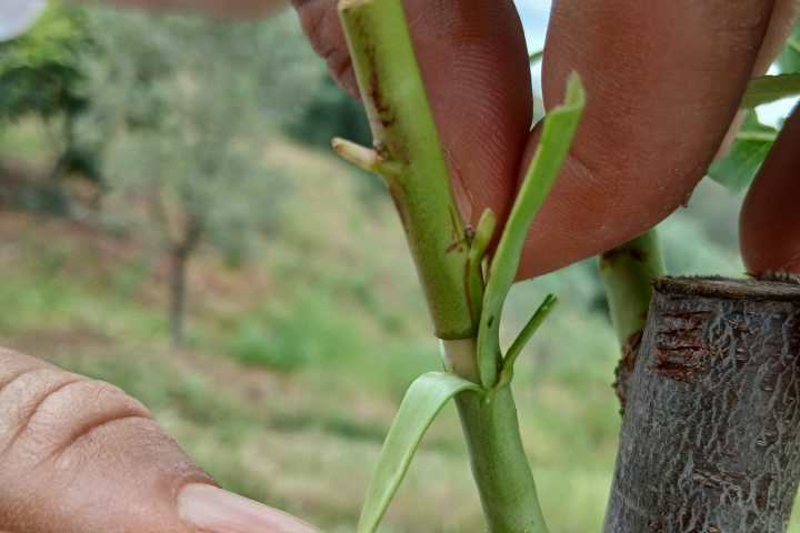 Close-up of almond tree grafting technique in Odeleite, Algarve