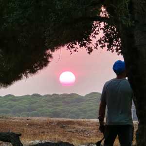Person under tree watching sunset over a field.
