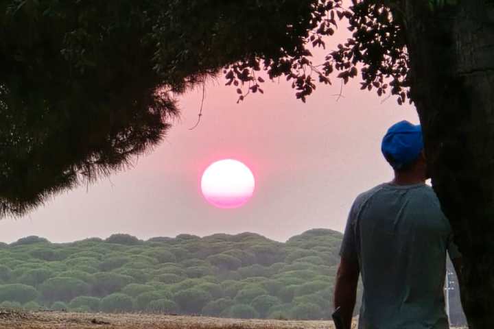 Person under tree watching sunset over a field.