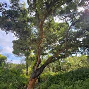 Tall cork oak tree with dense green foliage and exposed trunk in a forest setting.