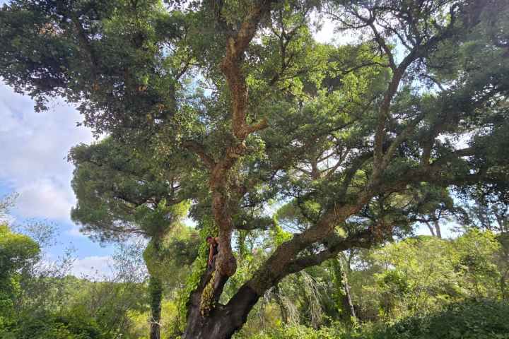 Tall cork oak tree with dense green foliage and exposed trunk in a forest setting.