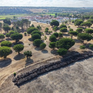 Aerial view of trees in a dry landscape with a town in the background.