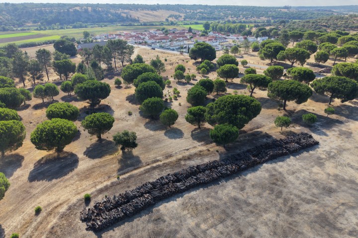 Aerial view of trees in a dry landscape with a town in the background.