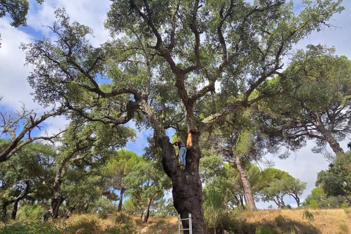 Two people removing bark from a tall tree with a ladder in a forest.