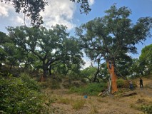 Person harvesting cork from tree in a forest using a ladder.