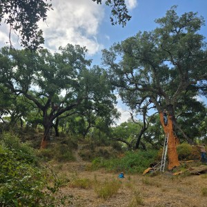 Person harvesting cork from tree in a forest using a ladder.