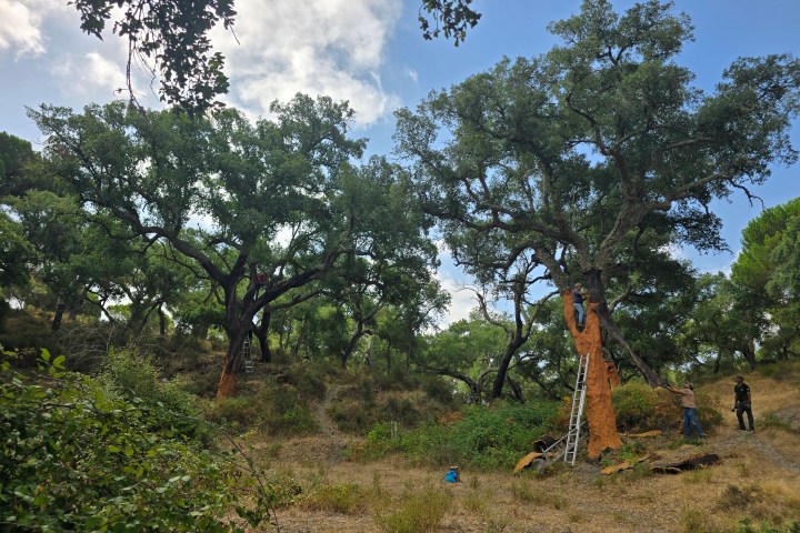 Person harvesting cork from tree in a forest using a ladder.
