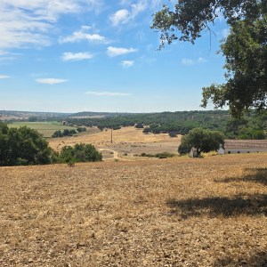 Open field with trees under a blue sky with scattered clouds.