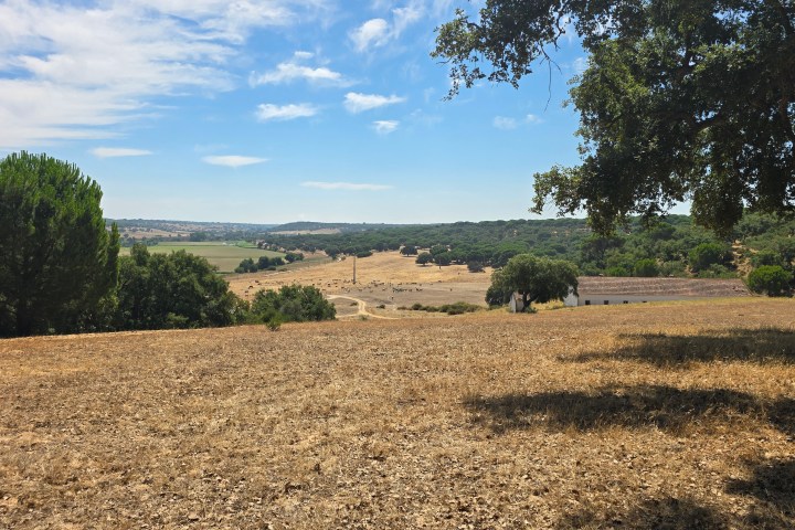 Open field with trees under a blue sky with scattered clouds.