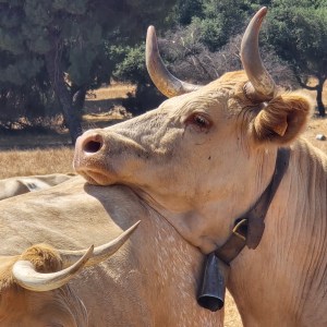 Two cows in a grassy field, one resting its head on the other.
