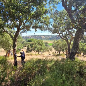 Person extracting cork from a tree in a sunlit forest.