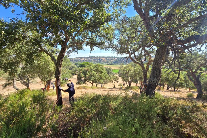Person extracting cork from a tree in a sunlit forest.