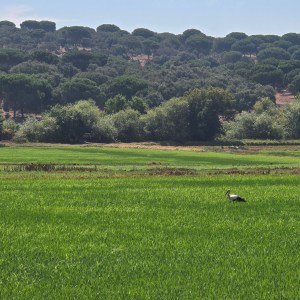 Stork standing in a green field with trees in the background.