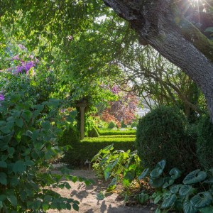 Sunlight filters through trees onto a garden path lined with lush greenery.