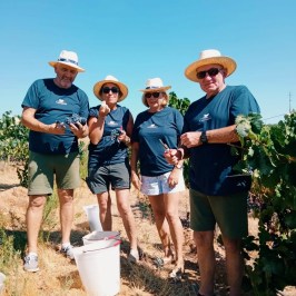 Four people in hats working near grapevines on a sunny day.