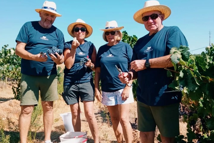 Four people in hats working near grapevines on a sunny day.