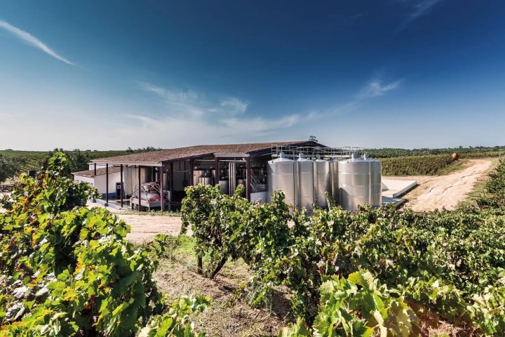 Vineyard landscape with a modern winery building and metal silos under a clear blue sky.