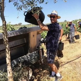 Person harvesting olives from a tree with a dark bucket, wearing a hat and sunglasses.