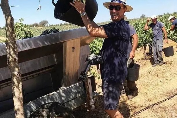 Person harvesting olives from a tree with a dark bucket, wearing a hat and sunglasses.