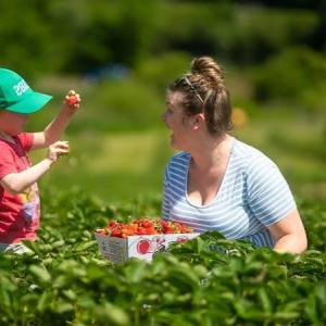 Woman and child picking strawberries in a sunny field.