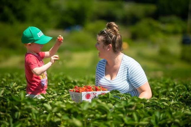 Woman and child picking strawberries in a sunny field.