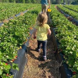 Child walking between rows of strawberry plants in a field.