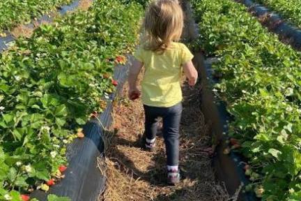 Child walking between rows of strawberry plants in a field.