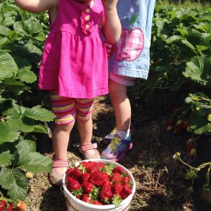 Two young children picking strawberries in a garden, holding a basket full of strawberries.