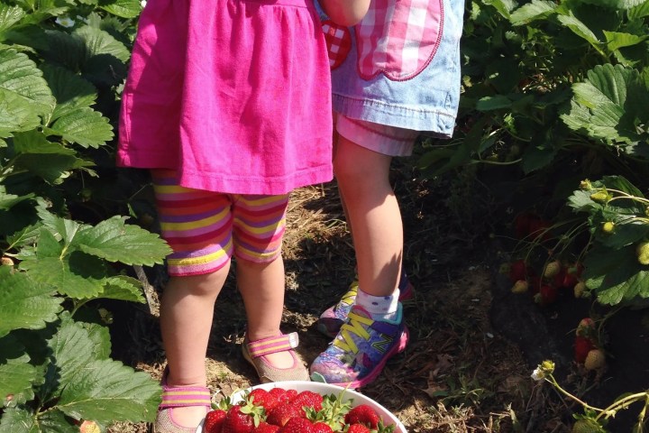 Two young children picking strawberries in a garden, holding a basket full of strawberries.