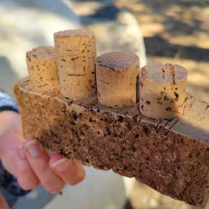 Person holding wooden block with attached corks.