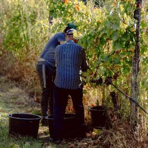 Two people picking grapes in a vineyard with buckets.