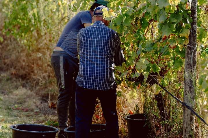 Two people picking grapes in a vineyard with buckets.