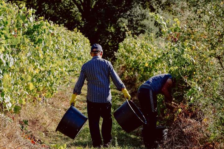 Two people harvesting grapes in a vineyard, both carrying buckets.