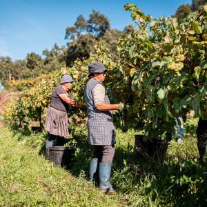 People harvesting grapes in a vineyard with green vines on a sunny day.