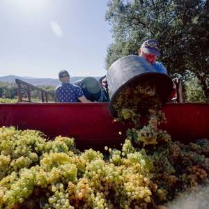 Workers empty buckets of grapes into a large container in a sunny vineyard.