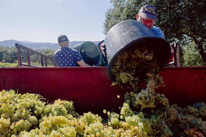 Workers empty buckets of grapes into a large container in a sunny vineyard.