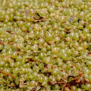 Close-up of a pile of green grapes with stems and leaves.