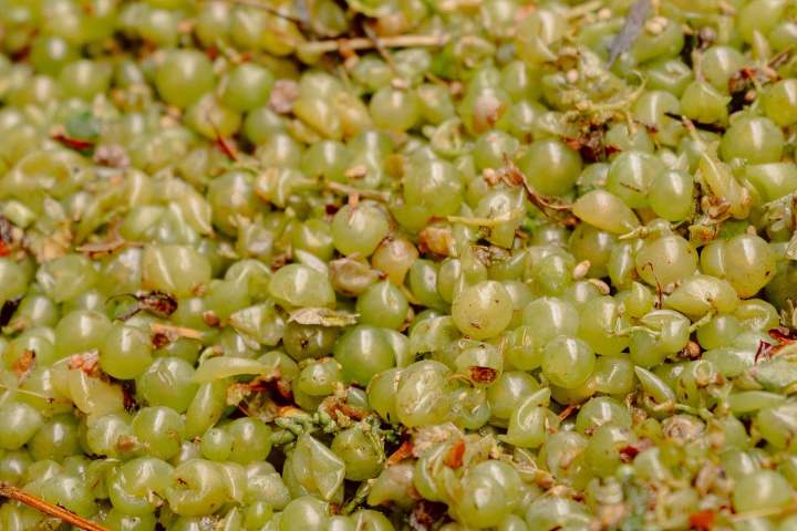 Close-up of a pile of green grapes with stems and leaves.