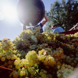Harvested grapes being poured from a container under bright sunlight.